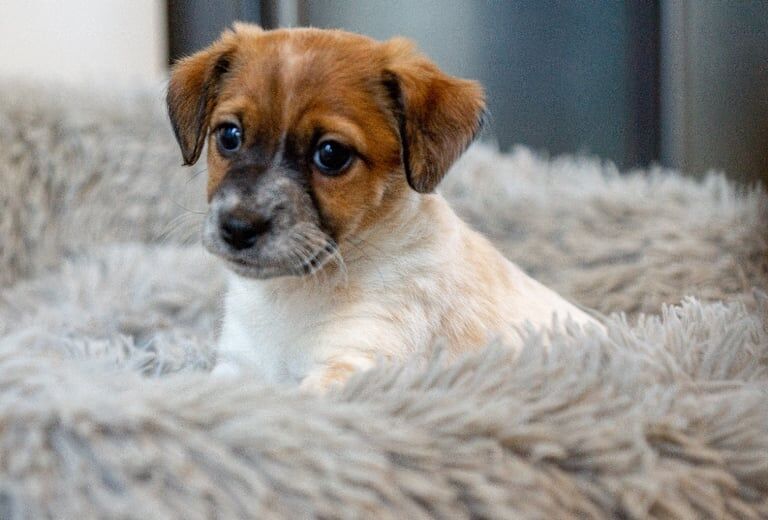 Jack Russell Terrier puppies for sale in Kingston upon Hull, East Riding of Yorkshire – 6 weeks old - Image 3 of 5