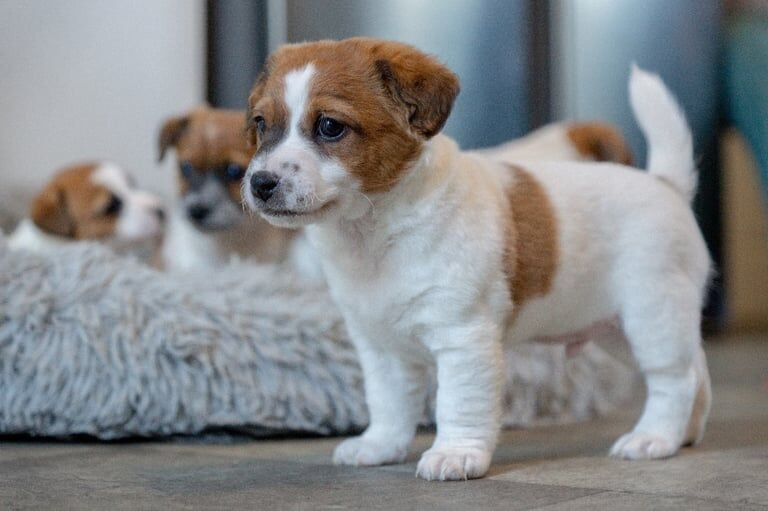 Jack Russell Terrier puppies for sale in Kingston upon Hull, East Riding of Yorkshire – 6 weeks old - Image 4 of 5