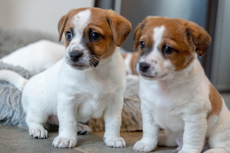 Jack Russell Terrier puppies for sale in Kingston upon Hull, East Riding of Yorkshire – 6 weeks old - Image 5 of 5