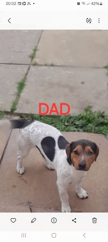 Jack Russell Terrier puppies for sale in Newham, Cornwall – 10 weeks old - Image 2 of 6