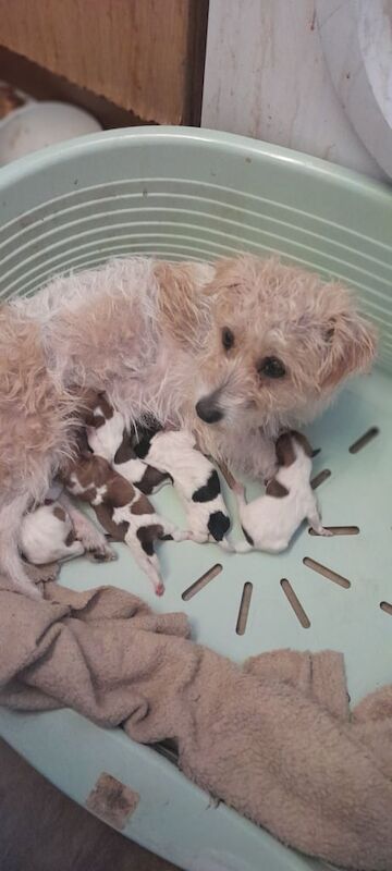 Jack Russell Terrier puppies for sale in Newham, Cornwall – 10 weeks old - Image 3 of 6