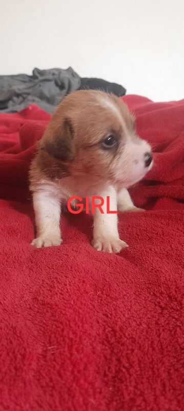 Jack Russell Terrier puppies for sale in Newham, Cornwall – 10 weeks old - Image 5 of 6