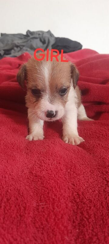 Jack Russell Terrier puppies for sale in Newham, Cornwall – 10 weeks old - Image 6 of 6