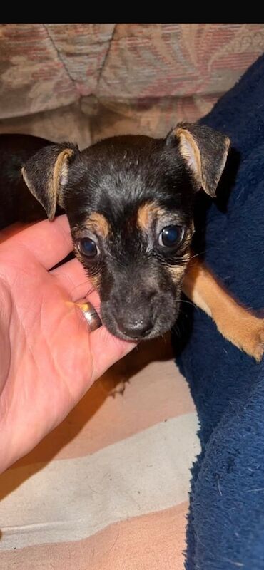 Jack Russell Terrier puppies for sale in Trowbridge, Wiltshire – 9 weeks old