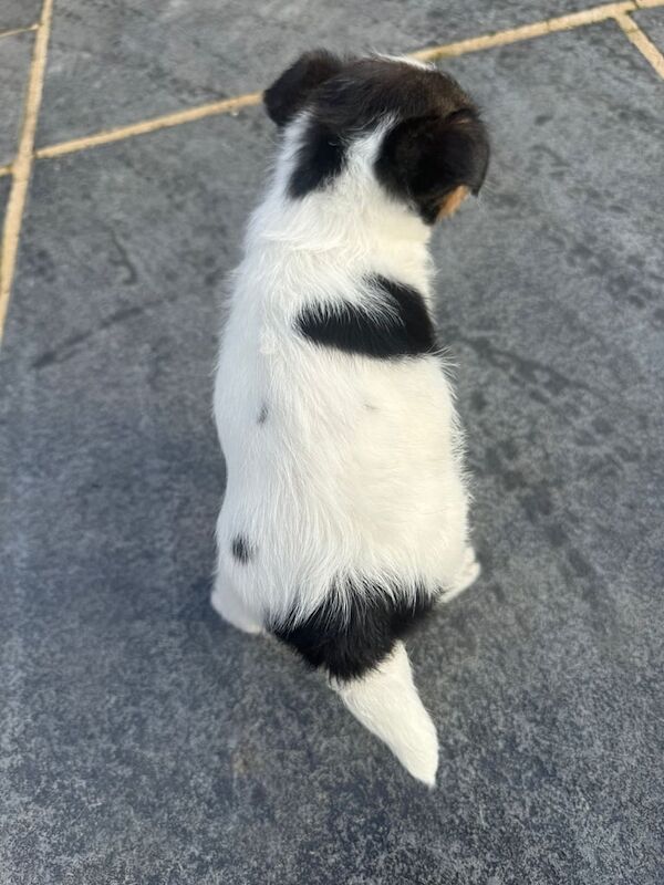 Jack Russell Terrier puppies for sale in Dereham, Norfolk – 10 weeks old - Image 3 of 3