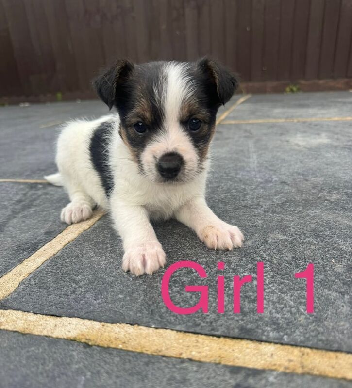 Jack Russell Terrier puppies for sale in Dereham, Norfolk – 8 weeks old