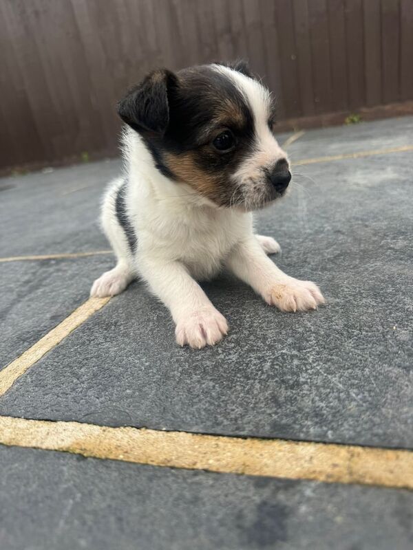 Jack Russell Terrier puppies for sale in Dereham, Norfolk – 10 weeks old - Image 2 of 5