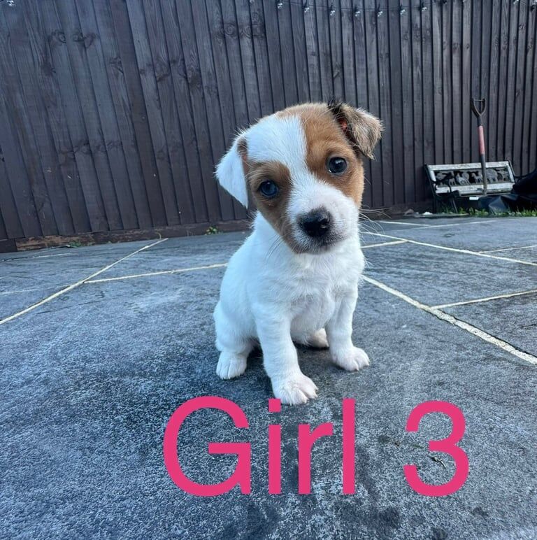 Jack Russell Terrier puppies for sale in Dereham, Norfolk – 10 weeks old - Image 4 of 5