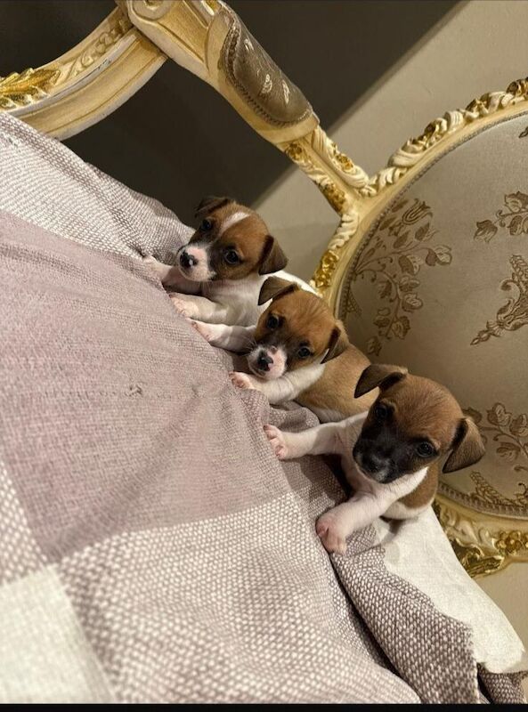 Jack Russell Terrier puppies for sale in Enniskillen, County Fermanagh – 7 weeks old