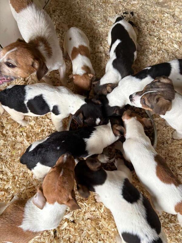 Jack Russell Terrier puppies for sale in Dungiven, County Londonderry – 10 weeks old