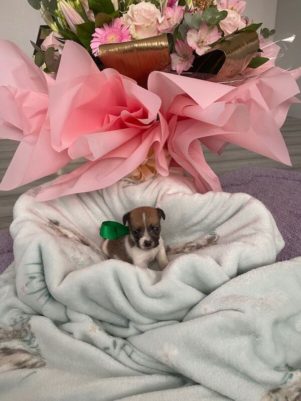Jack Russell Terrier puppies for sale in Croydon, Greater London – 5 weeks old