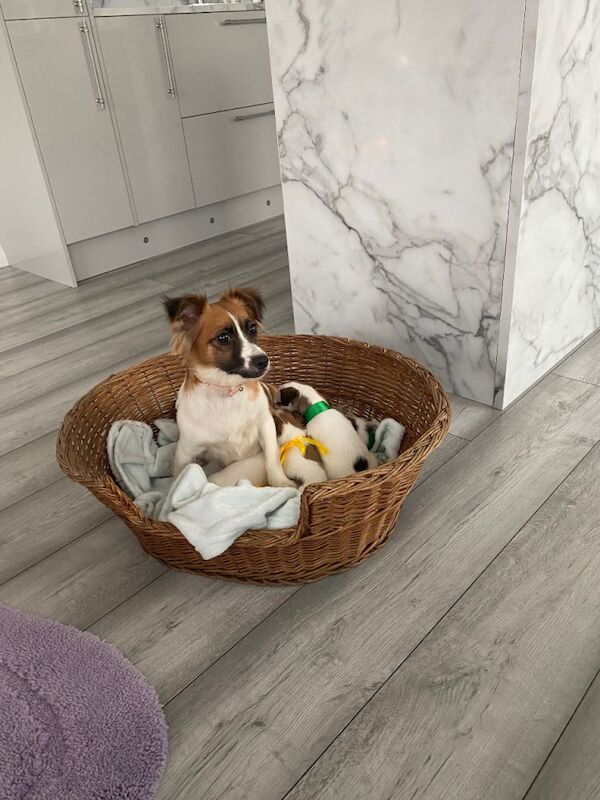 Jack Russell Terrier puppies for sale in Croydon, Greater London – 5 weeks old - Image 2 of 5