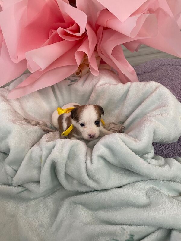 Jack Russell Terrier puppies for sale in Croydon, Greater London – 5 weeks old - Image 3 of 5