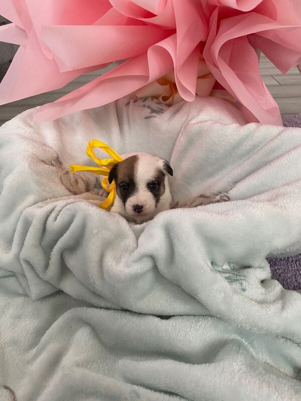 Jack Russell Terrier puppies for sale in Croydon, Greater London – 5 weeks old - Image 4 of 5