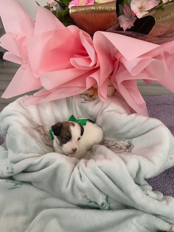 Jack Russell Terrier puppies for sale in Croydon, Greater London – 5 weeks old - Image 5 of 5