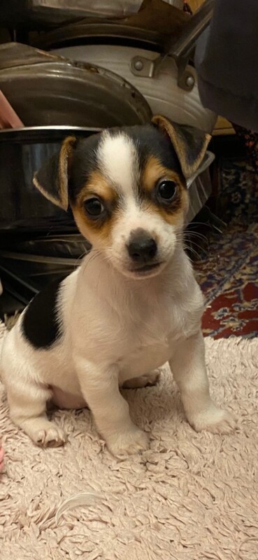 Jack Russell Terrier puppies for sale in Wimborne Minster, Dorset – 8 weeks old