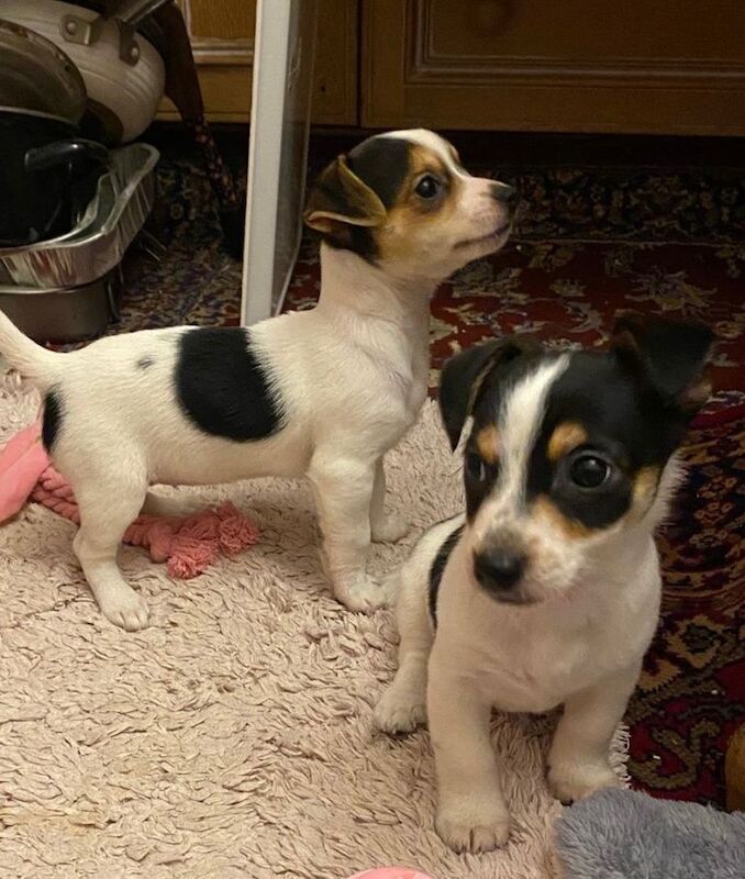 Jack Russell Terrier puppies for sale in Wimborne Minster, Dorset – 8 weeks old - Image 3 of 5