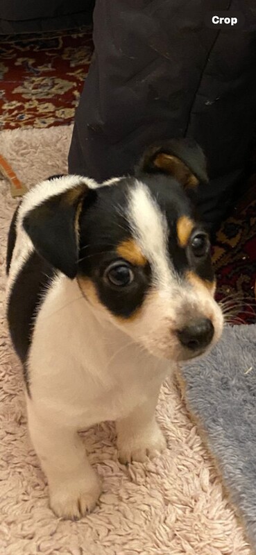 Jack Russell Terrier puppies for sale in Wimborne Minster, Dorset – 8 weeks old - Image 4 of 5