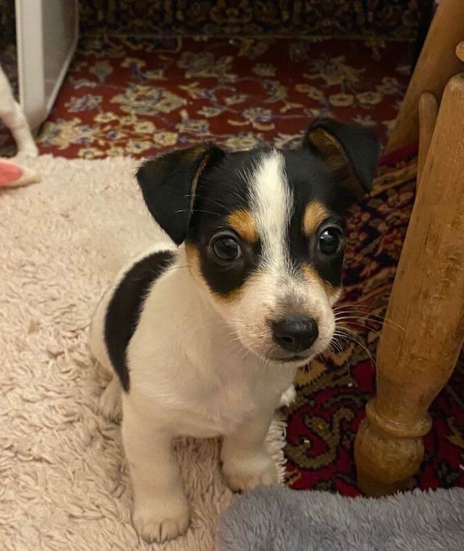 Jack Russell Terrier puppies for sale in Wimborne Minster, Dorset – 8 weeks old - Image 5 of 5