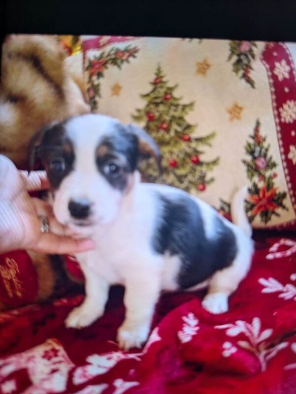 Jack Russell Terrier puppies for sale in Mansfield, Nottinghamshire – 8 weeks old