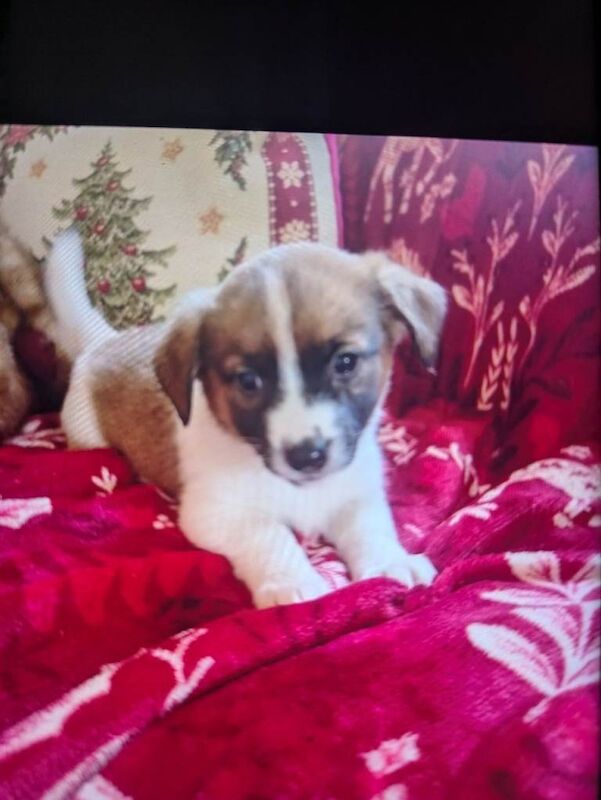 Jack Russell Terrier puppies for sale in Mansfield, Nottinghamshire β 8 weeks old - Image 2 of 4