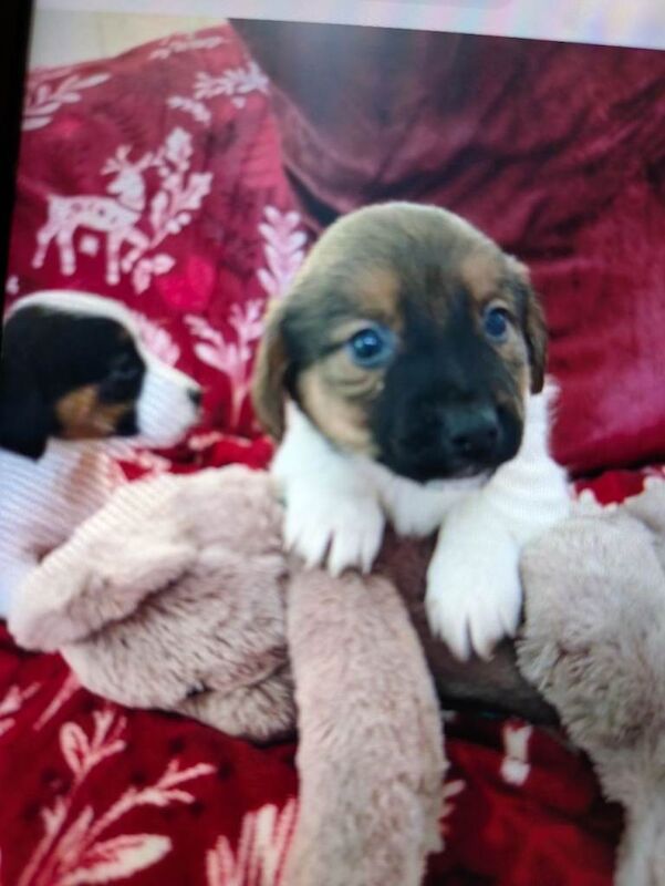 Jack Russell Terrier puppies for sale in Mansfield, Nottinghamshire β 8 weeks old - Image 4 of 4