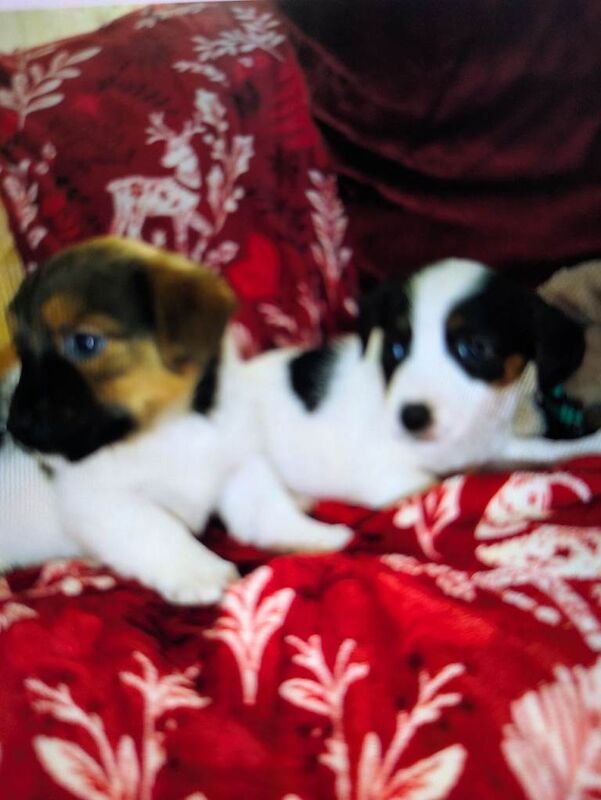 Jack Russell Terrier puppies for sale in Mansfield, Nottinghamshire – 8 weeks old
