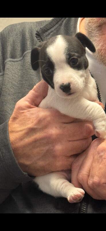 Jack Russell Terrier puppies for sale in Liverpool, Merseyside – 8 weeks old