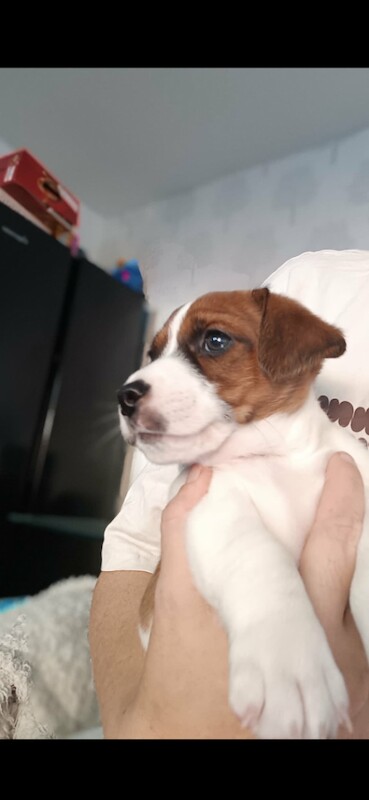 Jack Russell Terrier puppies for sale in Liverpool, Merseyside – 8 weeks old - Image 2 of 6