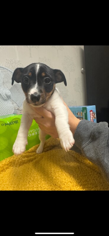 Jack Russell Terrier puppies for sale in Liverpool, Merseyside – 8 weeks old - Image 3 of 6
