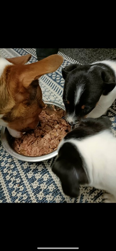 Jack Russell Terrier puppies for sale in Liverpool, Merseyside – 8 weeks old - Image 4 of 6