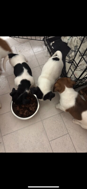 Jack Russell Terrier puppies for sale in Liverpool, Merseyside – 8 weeks old - Image 5 of 6