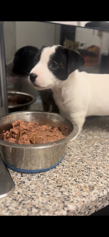 Jack Russell Terrier puppies for sale in Liverpool, Merseyside – 8 weeks old - Image 6 of 6