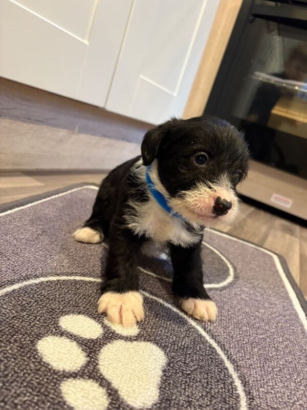 Jack Russell Terrier Puppies For Sale Under £1,000