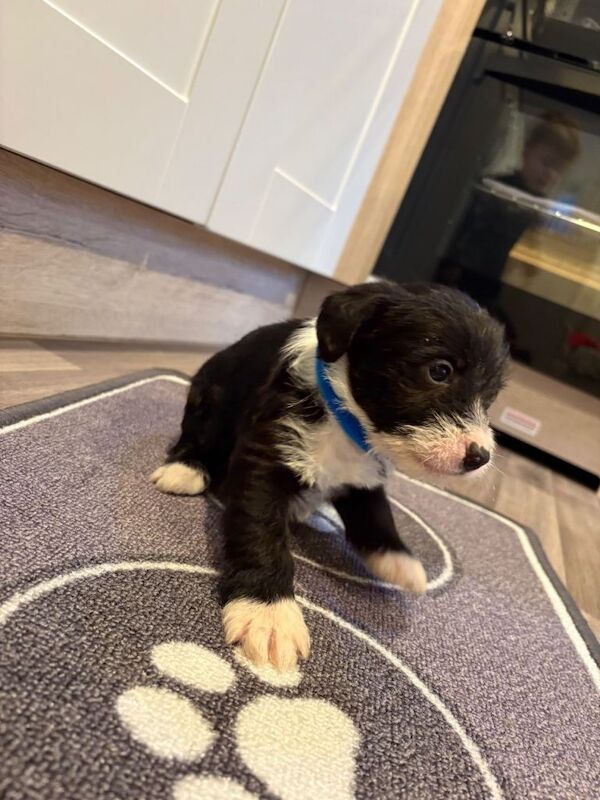 Jack Russell Terrier puppies for sale in Aldershot, Hampshire – 7 weeks old - Image 2 of 3