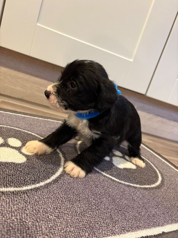 Jack Russell Terrier puppies for sale in Aldershot, Hampshire – 7 weeks old - Image 3 of 3