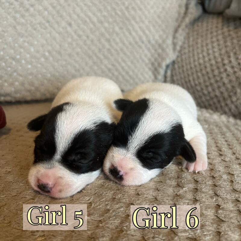 Jack Russell Puppies for sale in Caernarfon Gwynedd - Image 5