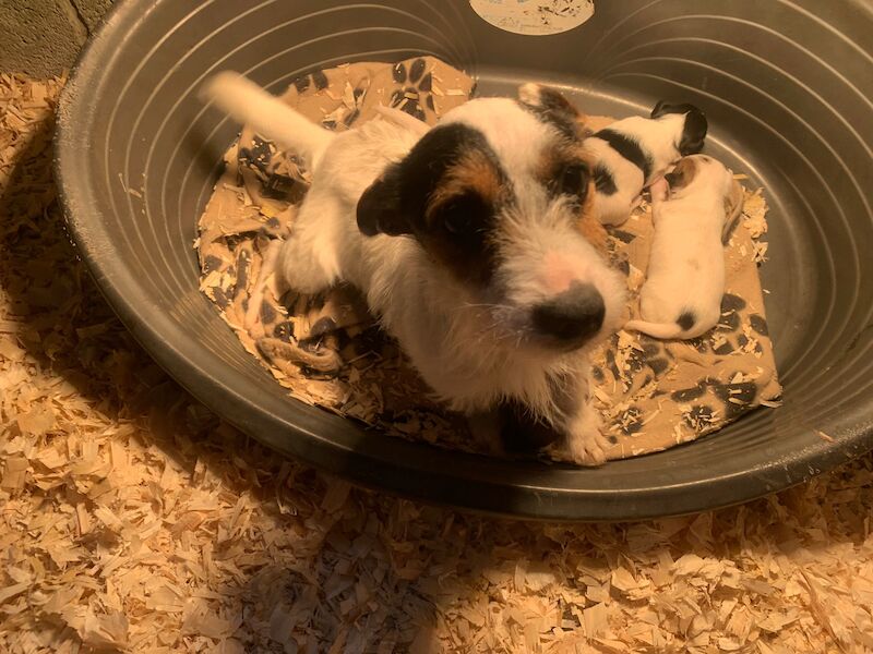 Jack Russell Puppies for sale in Caernarfon Gwynedd - Image 6