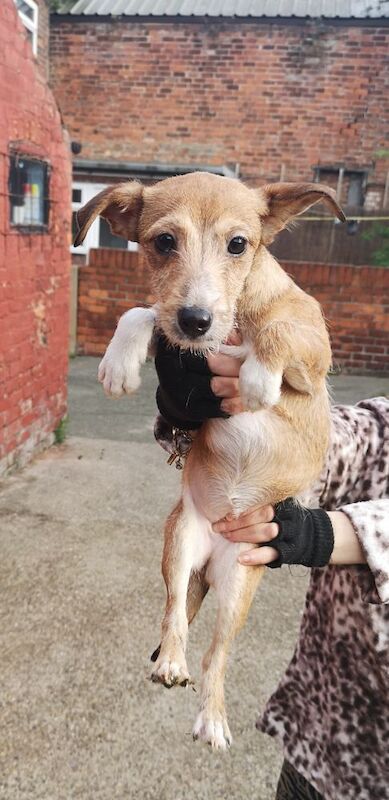 Jack russell puppies for sale in Kingston upon Hull, East Riding of Yorkshire