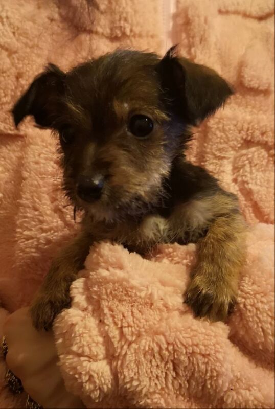 Jack russell puppies for sale in Kingston upon Hull, East Riding of Yorkshire | Image 2