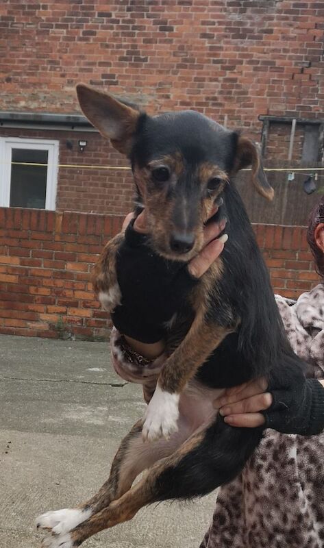 Jack russell puppies for sale in Kingston upon Hull, East Riding of Yorkshire | Image 3