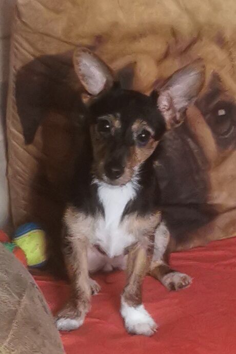 Jack russell puppies for sale in Kingston upon Hull, East Riding of Yorkshire - Image 3