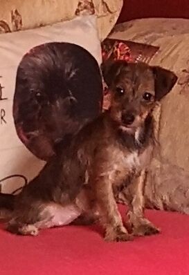 Jack russell puppies for sale in Kingston upon Hull, East Riding of Yorkshire