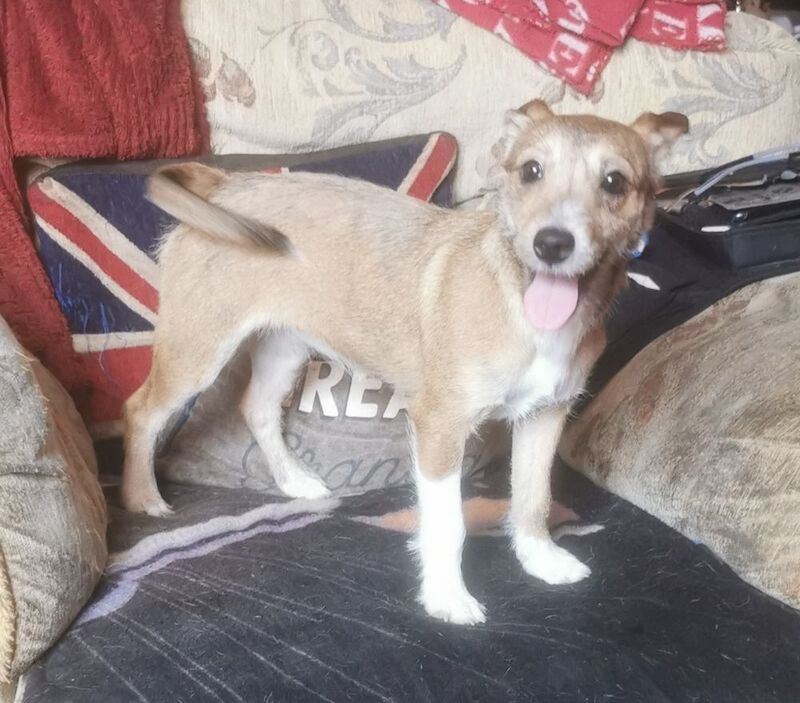 Jack russell puppies for sale in Kingston upon Hull, East Riding of Yorkshire | Image 2
