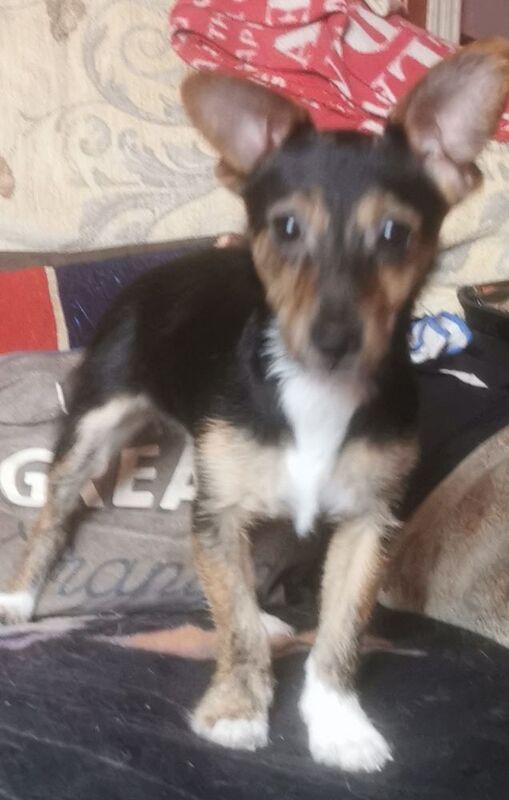 Jack russell puppies for sale in Kingston upon Hull, East Riding of Yorkshire | Image 3