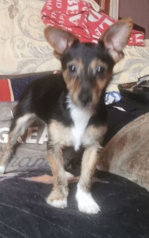 Jack Russell puppies for sale in Kingston upon Hull, East Riding of Yorkshire – 5 months old - Image 3 of 3