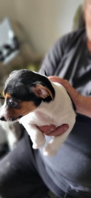 Jack Russell puppies - Image 2 of 3