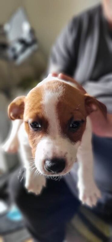 Jack Russell puppies - Image 3 of 3