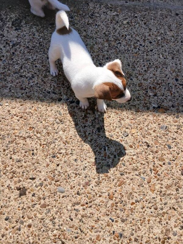 Jack Russell puppies - Image 2 of 4