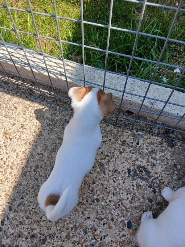 Jack Russell puppies - Image 3 of 4